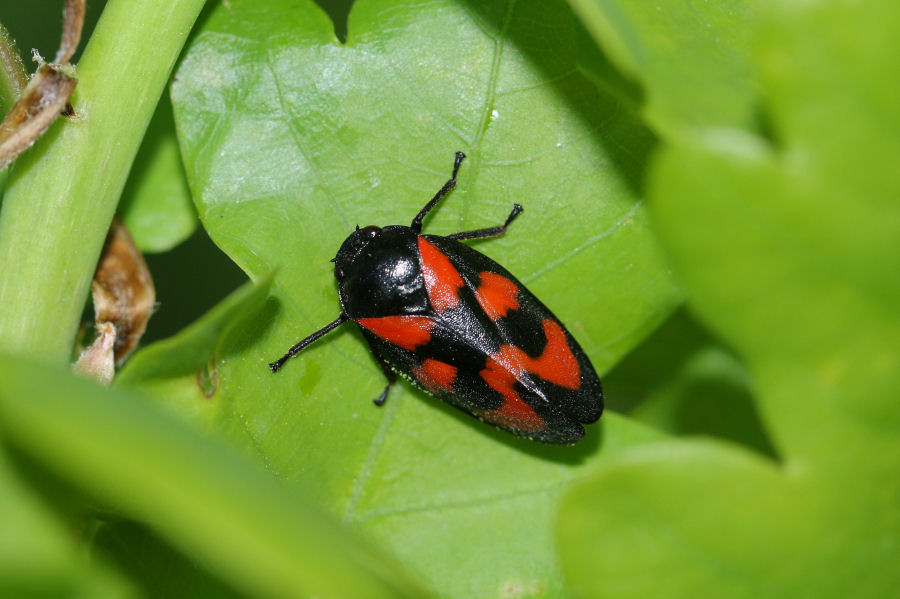 Cercopis vulnerata